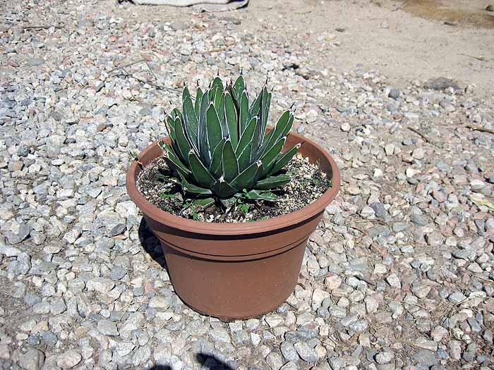 Agave victoria reginae